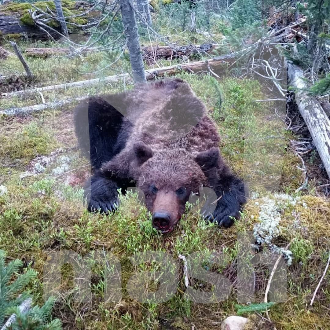 Медведь напал на группу туристов России, один человек погиб, двое ранены 1