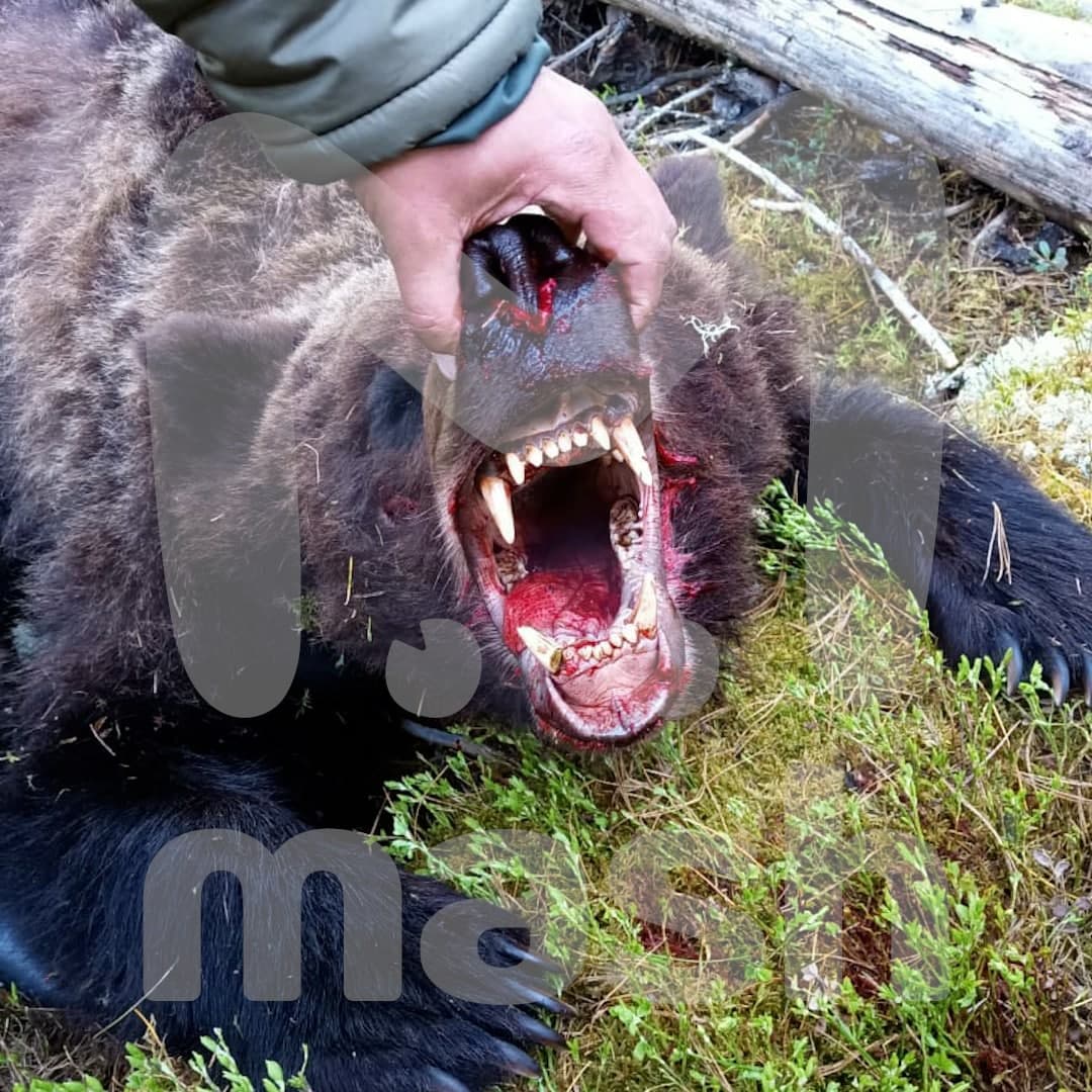 Медведь напал на группу туристов России, один человек погиб, двое ранены 3