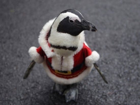 В китайском зоопарке пингвинов нарядили в костюмы Санта Клаусов
